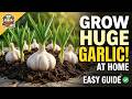 How to Grow Garlic at Home: Step-by-Step Gardening Guide for Beginners