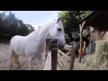 Ce cheval va faire un truc fou - ZAPPING SAUVAGE