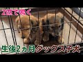 【ダックス子犬】犬の鳴き声 Two cute puppies are barking 生後2か月のミニチュアダックス3つ子ちゃん