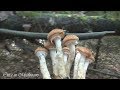 Грибы Опята Ноябрь 2018 Беларусь Mushrooms Однажды в грибах 16