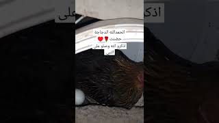 الدجاج البلدي الأصيل ماشاءالله تبارك الله