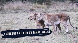 2 Lionesses got attacked and killed - Daughters of The Mapogo Lions