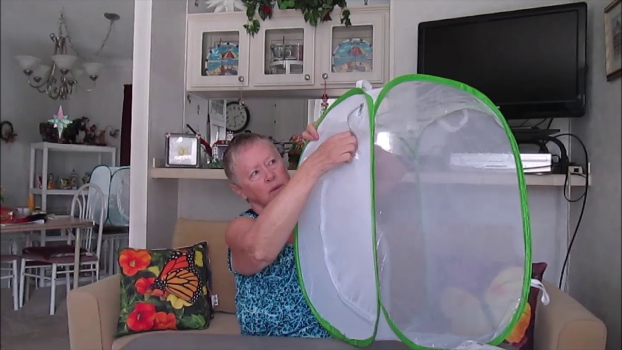 Raising butterflies using butterfly cages, tents or habitats YouTube