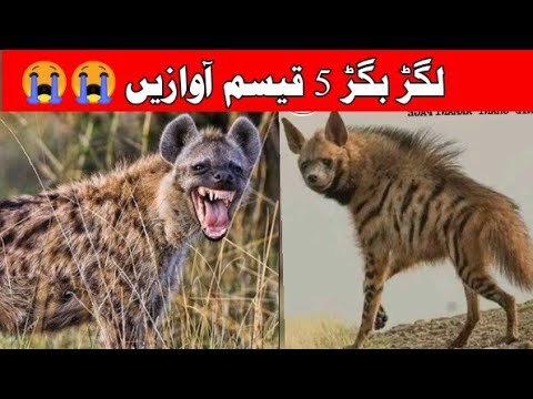 Lagar Bagar Story | لگڑ بگڑ | Pashto Hyena Cartoon Story