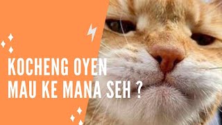 kocheng oyen mau ke mana? by Kucing 2021 50 views 2 years ago 1 minute, 13 seconds