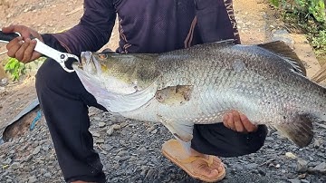 Thái Thanh câu dính cá chẽm khủng tại bình đại Bến Tre 