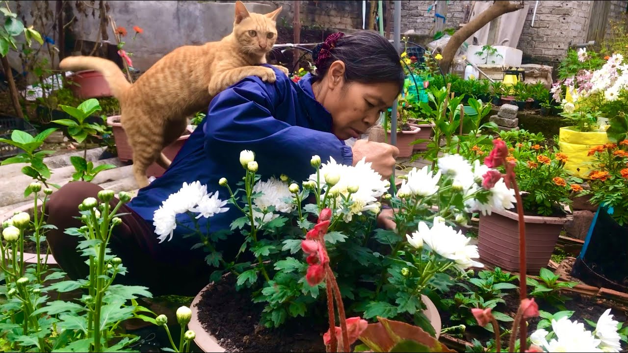 Đang làm vườn thì bị “boss” chiếm vai 🐱 - Gardening… until the boss claimed my shoulder