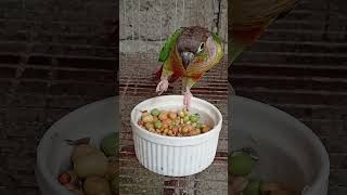 YummyTummy #greencheekedconure #gcc #parrot #birds