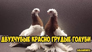 ДВУХЧУБЫЕ КРАСНО ГРУДЫЕ ГОЛУБИ | Pigeons | doves | dove(Пара двухчубых красно грудых голубеи . Также интересные видео МОЛОДЫЕ ДВУХЧУБЫЕ ЧЕЛКАРИ / МРАМОРНЫЕ ГОЛУБ..., 2017-01-26T05:11:28.000Z)