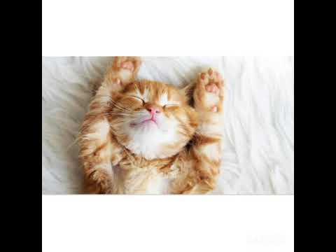 Gambar kucing lucu