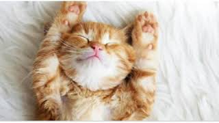 Gambar kucing lucu