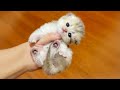 こんなに可愛い子猫、見たことある？癒されすぎて涙出る！♥