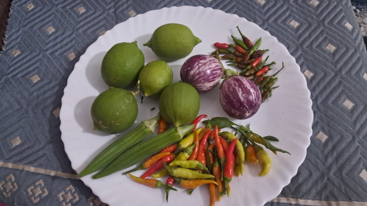 ഇന്നത്തെ സന്തോഷം വിഷം ഇല്ലാത്തത് harvest  vegitable  for my garden 🥰👍