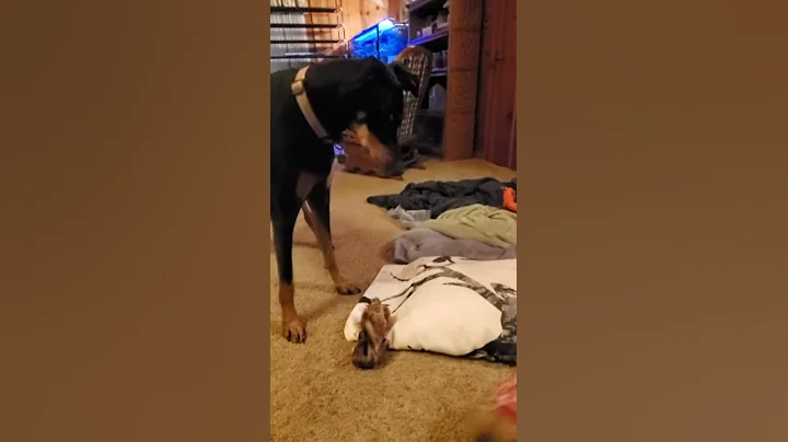 Mouse activates Shark Mode