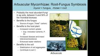 Dr. Mary Barbercheck - Metarhizium Fungi Impact On Agriculture