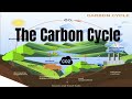 The Vital Role of Carbon in Earth's Cycles