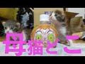 【28秒猫】子猫の保護から1週間。。。