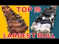 Top 20 largest cattle breeds in the world   countrys  large bulls breed  worlds best bull