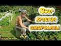 Сбор красной смородины, ежегодное и очень приятное занятие.