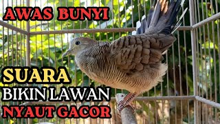 Masteran Suara Burung Perkutut bekur gacor AMPUH pancingan BURUNG PERKUTUT TERBUKTI LANSUNG NYAUT