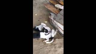 Dog Get Him Hood S%$k By A Cat In Jamaica 🇯🇲 2019