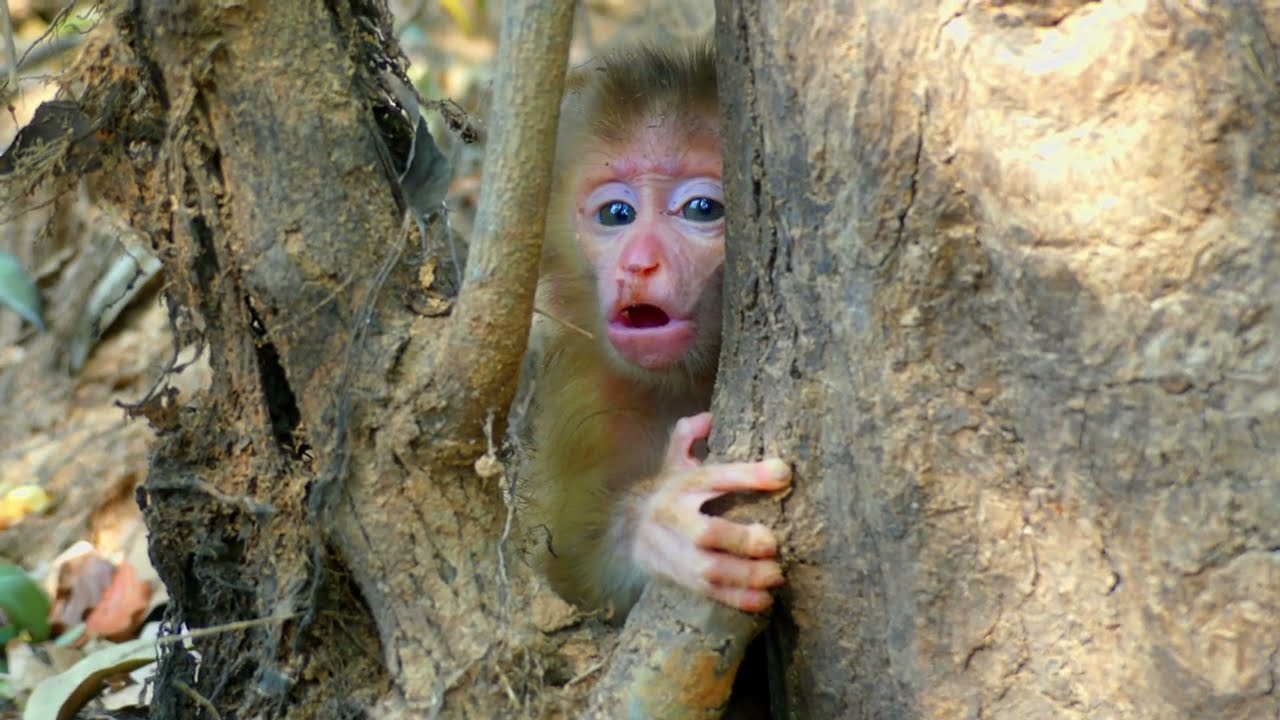 Sitting and crying for a long time, the little monkey stuck to the tree trunk as he crawled in.