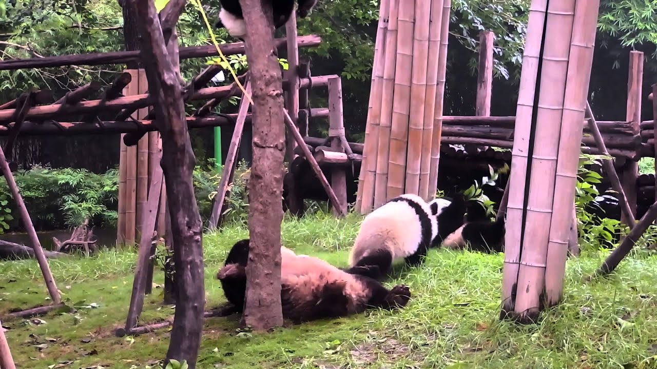 Panda fun - YouTube