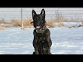 Huge dutch shepherd does protection work