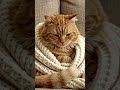 April 28, 2026 cat ai genrate video YouTube ai #2d.animation