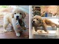 Cutest Baby Animals Videos Compilation Funny Moment of the Animals - Cutest Animals #9