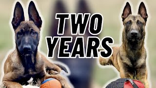 Training My MALINOIS! TWO YEARS in FOUR MINUTES!