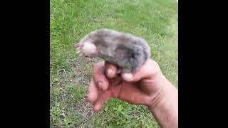 Details Mole got flooded out News