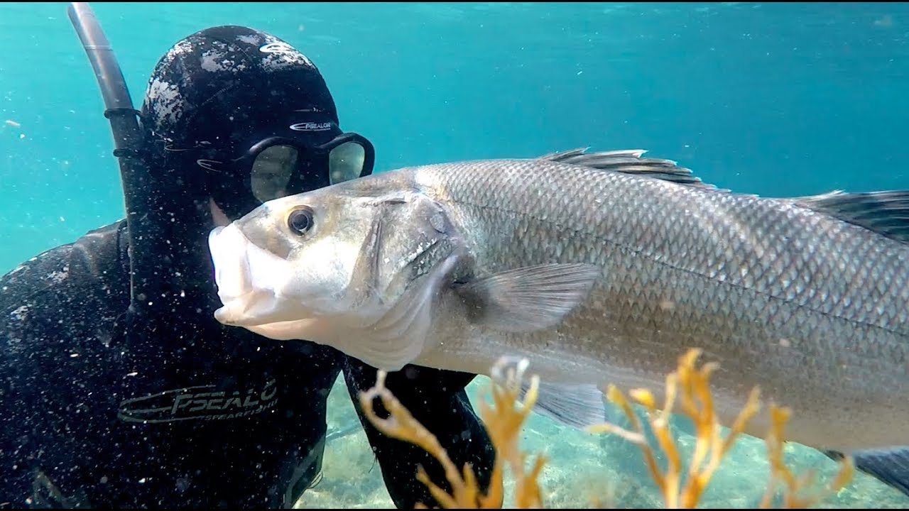 Best Of Chasse Sous-Marine