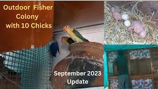 Blue Fisher Colony with 10 Chicks | September 2023