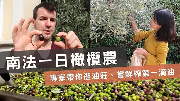 一日南法橄榄农，法国橄榄油专家带你逛油庄！什么是低温萃取初榨橄榄油？绿橄榄跟黑橄榄不一样吗？橄榄摘下来怎么吃？ - 天天要闻