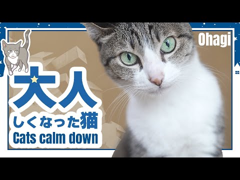 大人しくなった猫