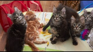 28.12.2018 - котята Аврорки * порода: Мейн-кун * возраст: 2 мес. * 28.12.2018 - котята Аврорки * порода: Мейн-кун * возраст: 2 мес. *