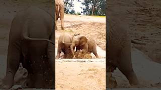 Elephants cubs playing mud wildlife elephante africanelephant animals safari cute southafrica