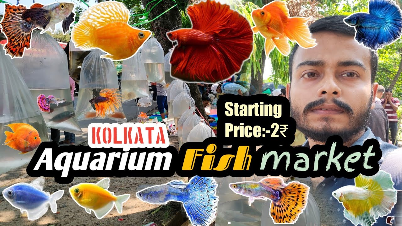 Very Cheap aquarium fish market in Kolkata Guppy,molly,Goldfish