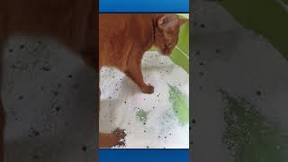 Cat scratching sand, then the caretaker puts the sand back in place. #pets #shorts