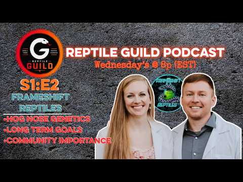 Frameshift Reptiles | Ball Pythons, Hognoses & Beyond | Reptile Guild Podcast