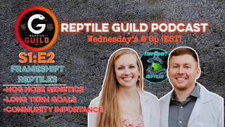 Frameshift Reptiles | Ball Pythons, Hognoses & Beyond