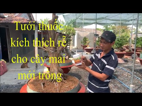 Tưới thuốc kích thích rễ cho cây mai mới trồng, ngày 17/03/2020. Số ĐT tư vấn: 0932.164.859 (A.Mai) | Foci