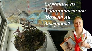 Саженцы из Златпитомника. Можно ли доверять этой организации?