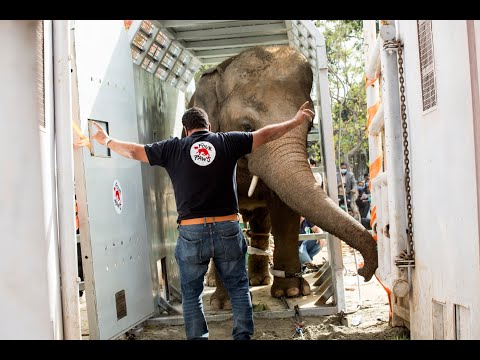 Kavaan The Elephant Being Prepared For His Departure To Cambodia Wildlife Sanctuary 