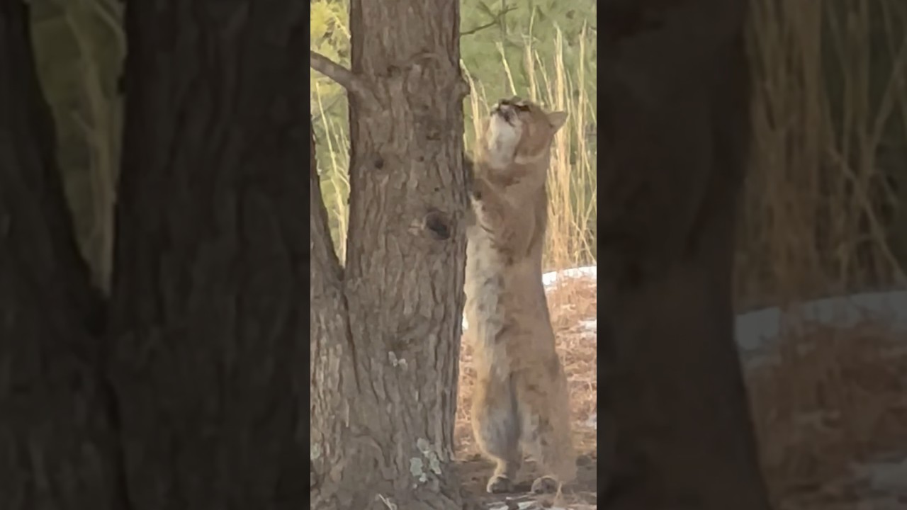 Bobcat 🐯 vertical jump 6’ 🏆 