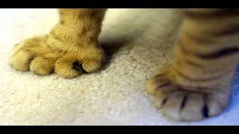 Watch the video about Highlander cat breed