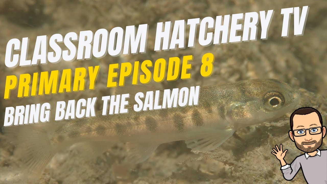 Classroom Hatchery Television - Primary Level Episode 8