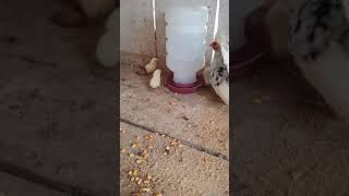 Pintinhos Nagasaki Recém-Nascidos.