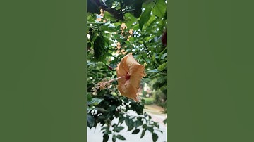 4K Close-Ups: The Stunning Beauty of Hibiscus Flowers 🌺 A Colorful Garden Tour 🌻 #hibiscusflower